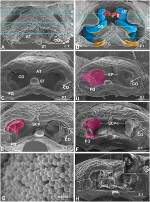 The function of mating plugs in the spider Neriene emphana: mating strategy or sperm protection?